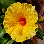 Tropical Hibiscus