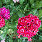 From a packet of wildflower seeds