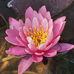 Pond Lily