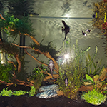 A new gardening experiment