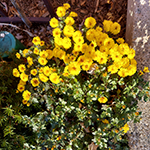 Mum's the word in November