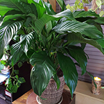 New Peace Lily